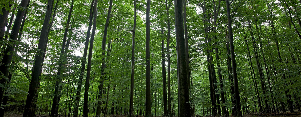 „Wald & Gesundheit“: Lehrgang vom WIFI und der Bundesforste startet wieder im Herbst